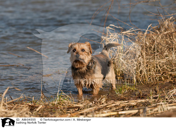 bathing Norfolk Terrier / AM-04555