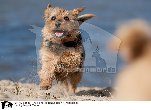 running Norfolk Terrier / AM-04560