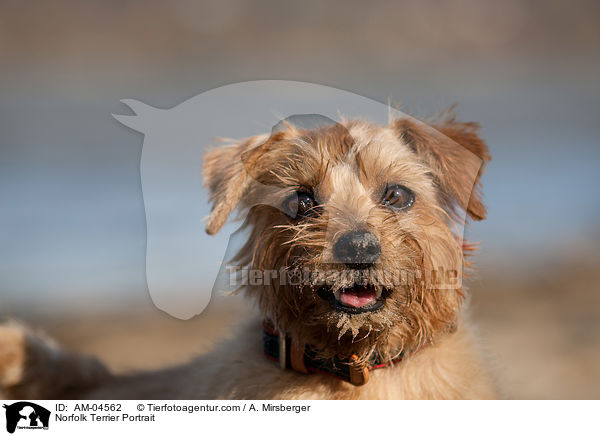 Norfolk Terrier Portrait / AM-04562