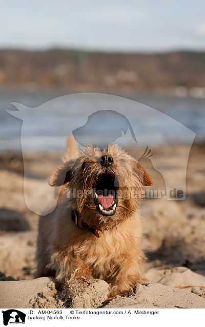 barking Norfolk Terrier / AM-04563