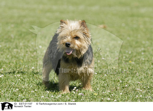 Norwich Terrier / SST-01197