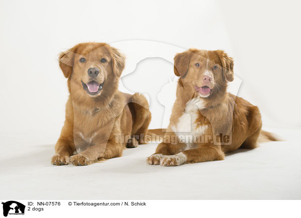 2 dogs / NN-07576