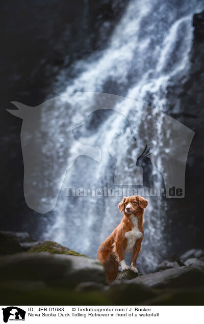 Nova Scotia Duck Tolling Retriever in front of a waterfall / JEB-01683
