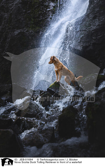 Nova Scotia Duck Tolling Retriever in front of a waterfall / JEB-01684