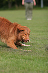 Toller at Obedience