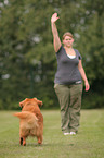 Toller at Obedience