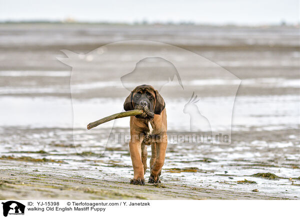 walking Old English Mastiff Puppy / YJ-15398