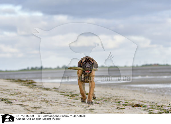 running Old English Mastiff Puppy / YJ-15399