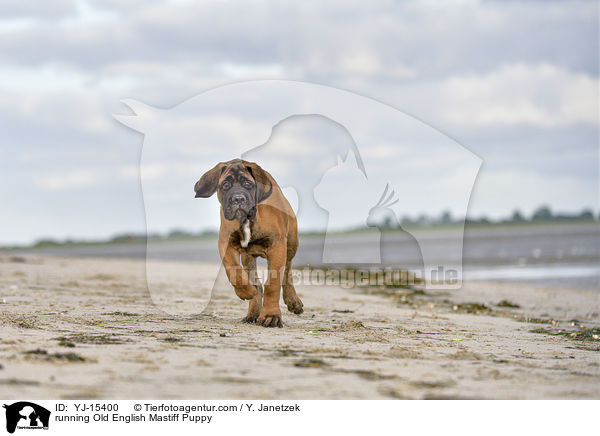 running Old English Mastiff Puppy / YJ-15400