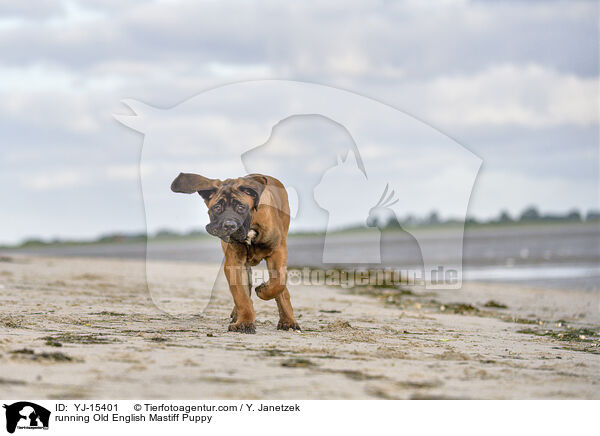 running Old English Mastiff Puppy / YJ-15401