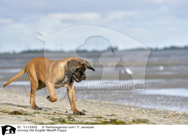 running Old English Mastiff Puppy / YJ-15405
