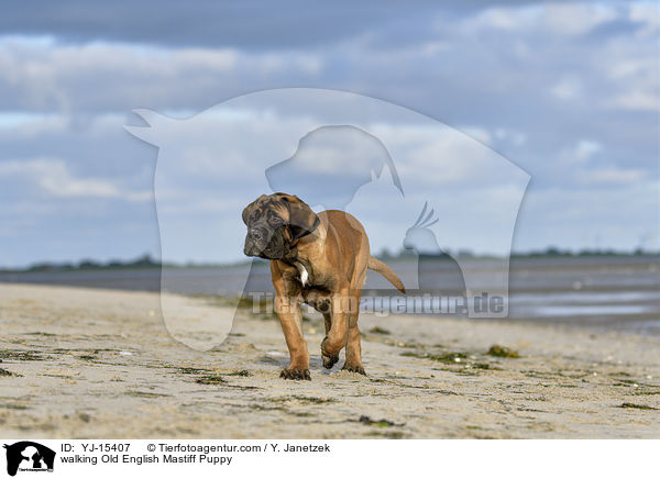 walking Old English Mastiff Puppy / YJ-15407