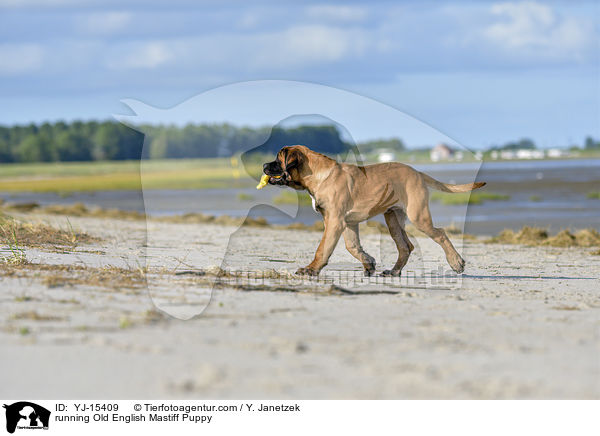 running Old English Mastiff Puppy / YJ-15409