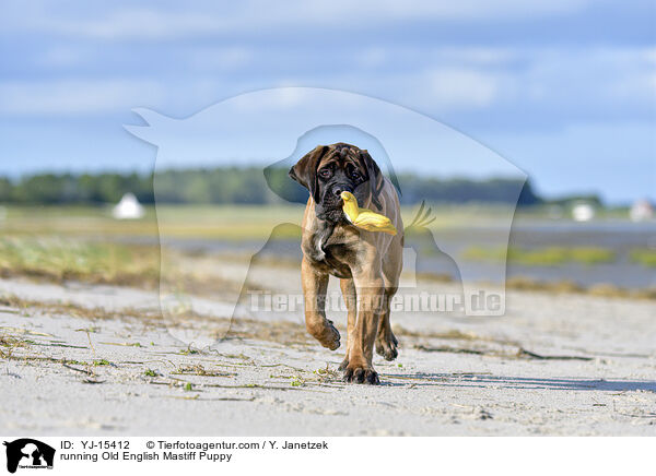 running Old English Mastiff Puppy / YJ-15412