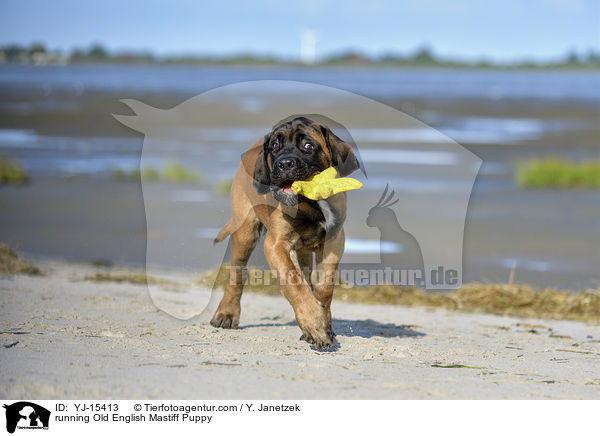 running Old English Mastiff Puppy / YJ-15413