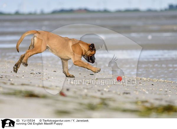 running Old English Mastiff Puppy / YJ-15534