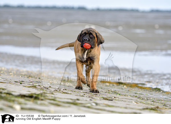 running Old English Mastiff Puppy / YJ-15538
