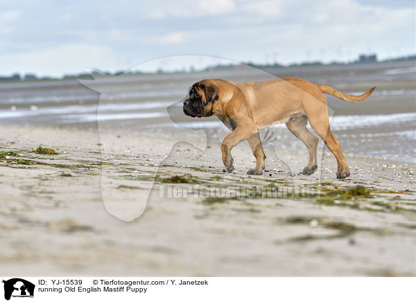 running Old English Mastiff Puppy / YJ-15539