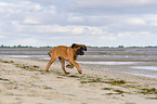 running Old English Mastiff Puppy