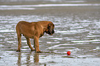 standing Old English Mastiff Puppy