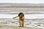 walking Old English Mastiff Puppy