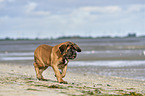 running Old English Mastiff Puppy