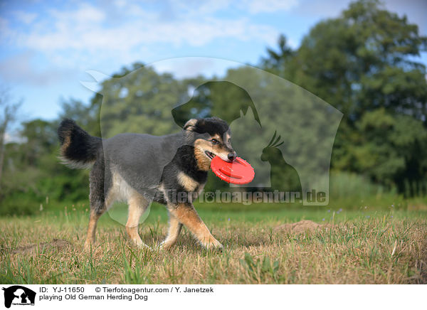 playing Old German Herding Dog / YJ-11650