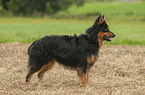 standing Old German Herding Dog