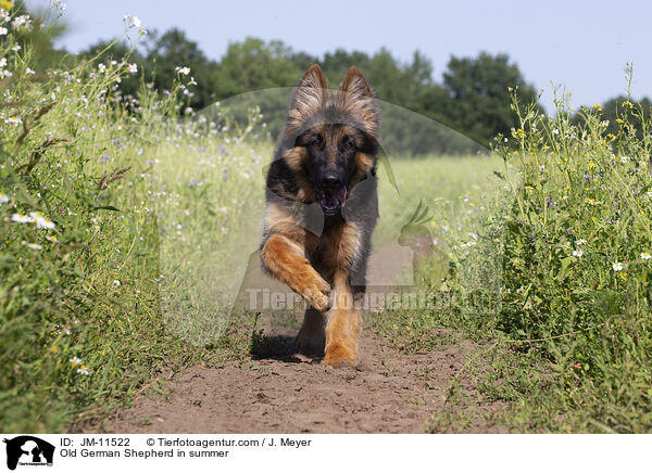 Old German Shepherd in summer / JM-11522