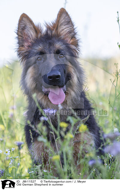 Old German Shepherd in summer / JM-11527