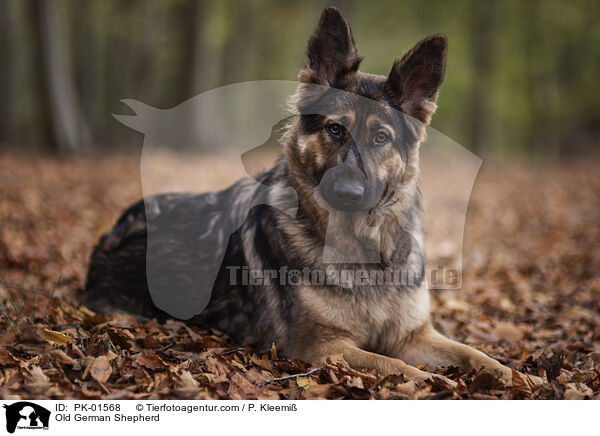 Old German Shepherd / PK-01568