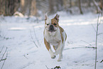 Olde English Bulldog in snow