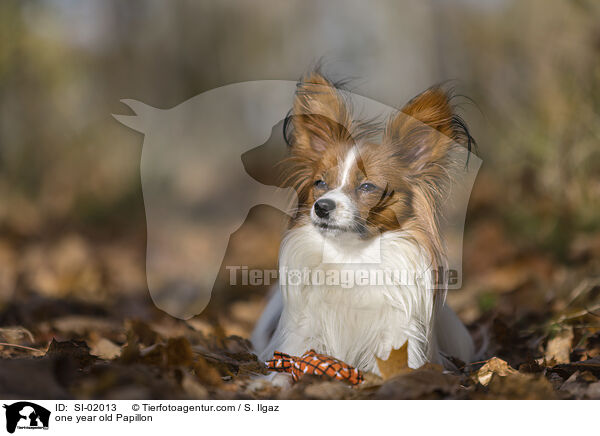 one year old Papillon / SI-02013