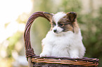 Papillon puppy in the basket