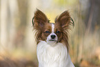 one year old Papillon