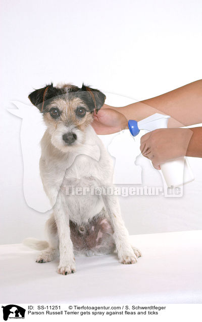 Parson Russell Terrier gets spray against fleas and ticks / SS-11251