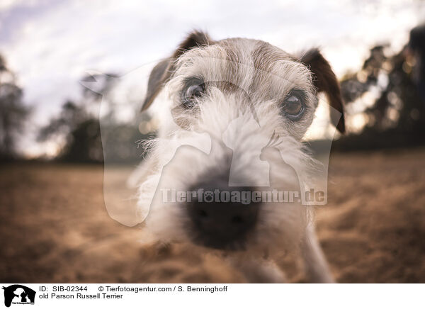 old Parson Russell Terrier / SIB-02344