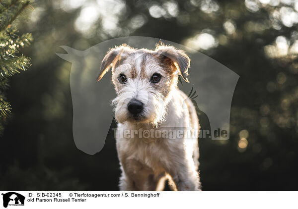 old Parson Russell Terrier / SIB-02345