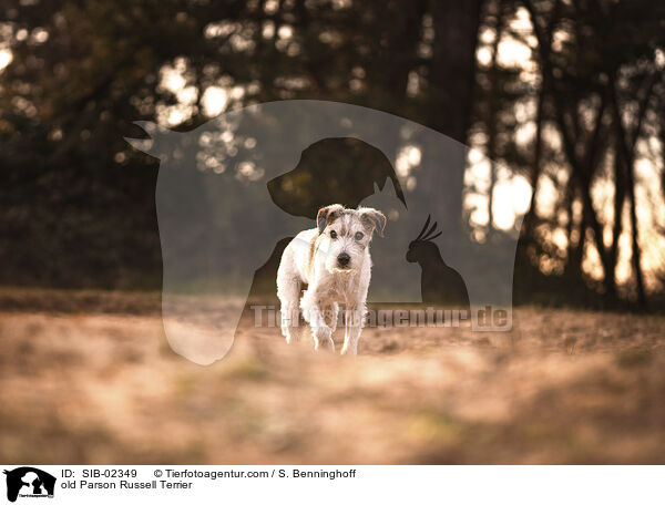 old Parson Russell Terrier / SIB-02349