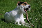 gnawing Parson Russell Terrier
