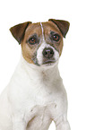 Parson Russell Terrier in front of white background