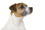 Parson Russell Terrier in front of white background