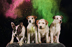 Parson Russell Terrier with holi powder