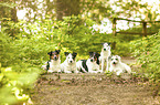 5 Parson Russell Terrier
