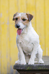 brown-white Parson Russell Terrier