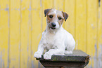 brown-white Parson Russell Terrier