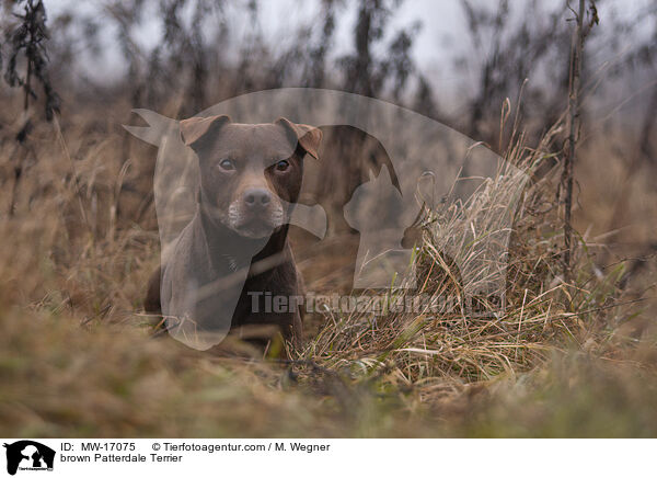 brown Patterdale Terrier / MW-17075