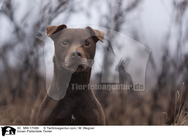 brown Patterdale Terrier / MW-17088