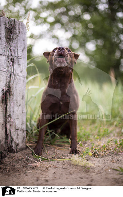 Patterdale Terrier in summer / MW-27203
