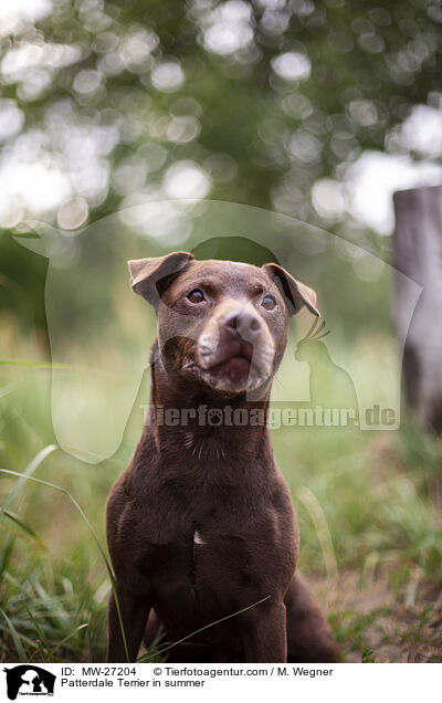 Patterdale Terrier in summer / MW-27204